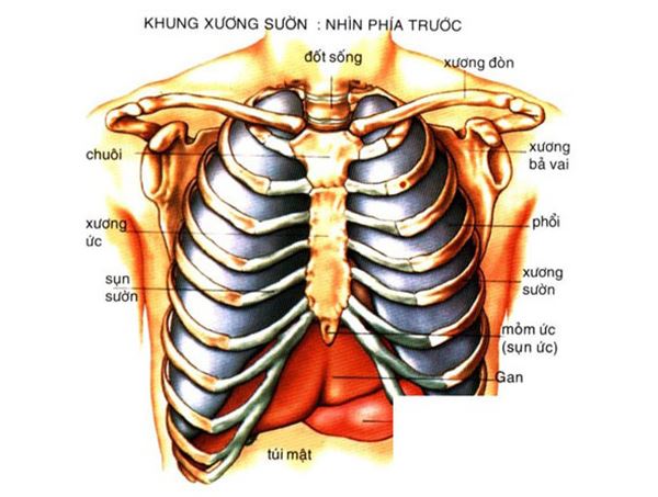 Xương lồng ngực