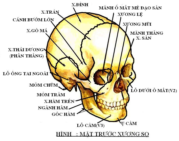 Xương sọ